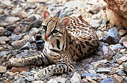  Leopardus pardalis