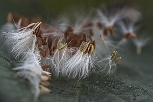 Immagine Officinal dandelion seeds.jpg.