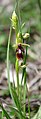 Ophrys mouche (Ophrys insectifera).