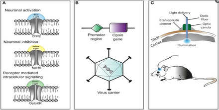 Three primary components in the application of optogenetics are as follows (A) Identification or synthesis of a light-sensitive protein (opsin) such as channelrhodopsin-2 (ChR2), halorhodopsin (NpHR), etc... (B) The design of a system to introduce the genetic material containing the opsin into cells for protein expression such as application of Cre recombinase or an adeno-associated-virus (C) application of light emitting instruments. Optogenetic stimulation consists of several steps.png