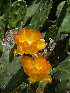 Fleurs d' Opuntia elata, un cactus typique de la région d' El Impenetrable.