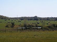 Photographie en couleurs d'un troupeau de bovins dans des prés limités par des haies et des bosquets.