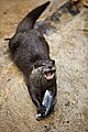 An Asian small-clawed otter being fed a fish