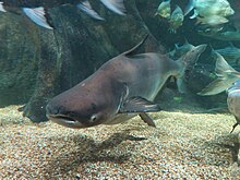 The critically endangered Mekong giant catfish Pangasianodon gigas in Gifu World Fresh Water Aquarium - 1.jpg
