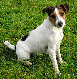 Un Parson russel terrier