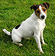 Pastro Russell Terrier.jpg