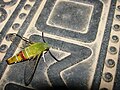 Pellucid Hawk Moth in Bangalore, Ấn Độ