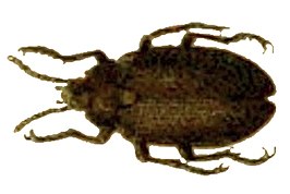 Penthe obliquata