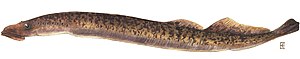 Sea Lamprey (Petromyzon marinus)