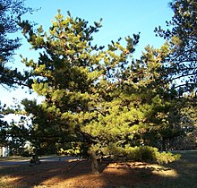 Ræktað tré Morton Arboretum acc. 255-86-3