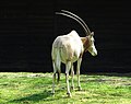 Scimitar oryx