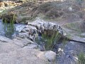 L'unique arche du Pont de Sénoueix à Gentioux-Pigerolles (Creuse)