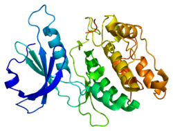 Белок DAPK1 PDB 1ig1.png