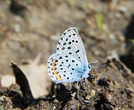 Imago fjäril, undersida