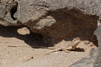 Lézard Pseudotrapelus dhofarensis dans le Dhofar en décembre 2019.