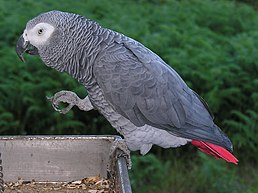Папуга сірий, Psittacus erithacus
