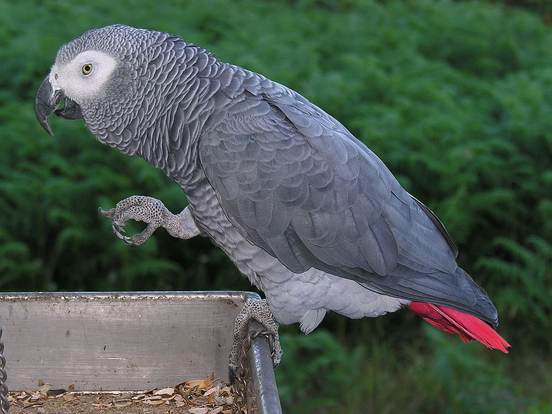 800px-Psittacus_erithacus_-perching_on_tray-8d.jpg