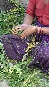 Файл: Récolte de la résine de cannabis, Uttarakhand, Inde 288x512.ogv