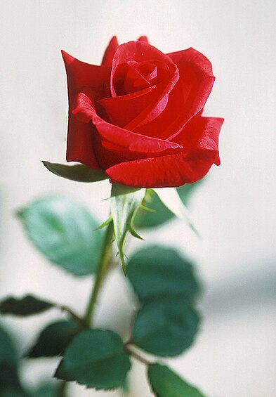 Image:Red rose.jpg