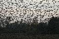 Flock of starlings in flight