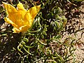 Romulea tortuosa subsp. aurea