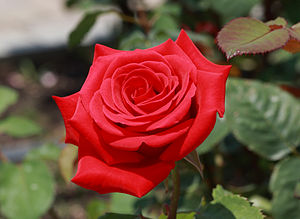 Immagine Rose Kardinal crop.jpg.