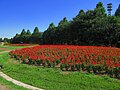 大宮花の丘農林公苑のサルビア畑（埼玉県さいたま市西区）