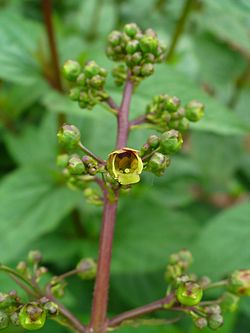 Tummasyyläjuuri eli syyläjuuri (Scrophularia nodosa)