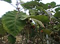 Lulo (Solanum quitoense)