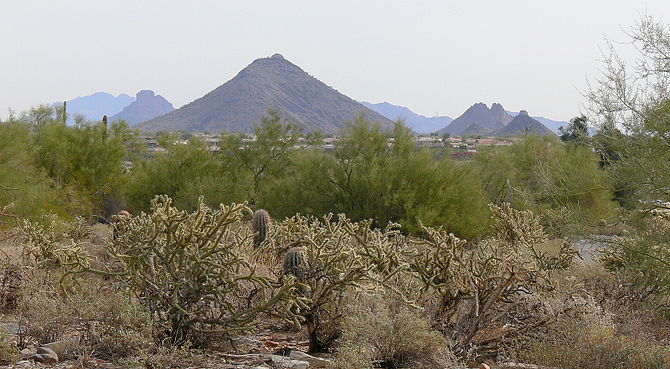 Sonoran Desert Scottsdale AZ 50349