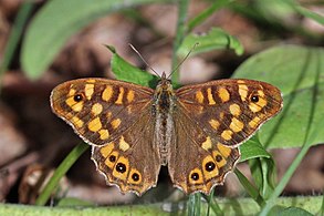 Male P. a. aegeria Portugal