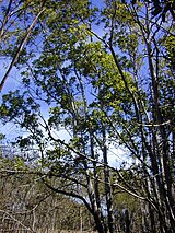 green foliage, dark grey thin trunks and branches of a clump of small trees, photographed against a blue sky