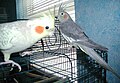 Cockatiels (Sunny and Dexie)