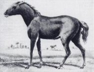 Tarpan horse (1841 drawing) Tarpan.png