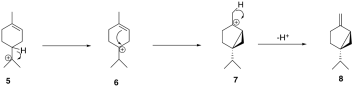 The conversion of alpha-terpinyl cation to (+)-sabinene