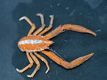 Three-toothed squat lobster, Munidopsis tridentata.jpg