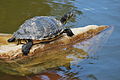 Tortue de Floride dans le bassin