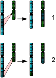 The two major two chromosome mutations; insertion (1) and translocation (2).