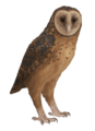 Tyto pollens