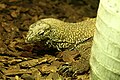 Varanus nebulosus à créer