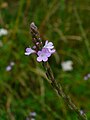 Verbana officinalis