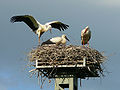 Two young storks a few days before leaving the nest for the first time