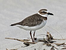 Wilson's Plover female RWD9.jpg