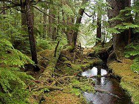 Windy Bay forest.jpg