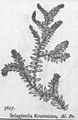 002 Selaginella remotifolia (Selaginella kraussiana) kuramagoke.jpg
