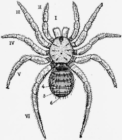 Description de l'image 1911 Britannica-Arachnida-Liphistius desultor.png.