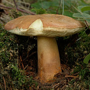 Le Bolet châtain (Gyroporus castaneus)