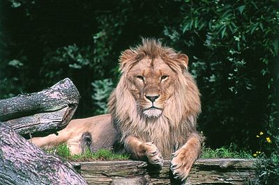 Leeuw in Aalborg Zoo