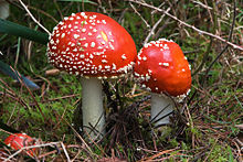 A. muscaria in a Pinus radiata plantation, near Mount Field National Park, Tasmania Amanita muscaria Marriott Falls 1.jpg