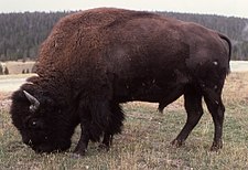 Græssende amerikansk bison